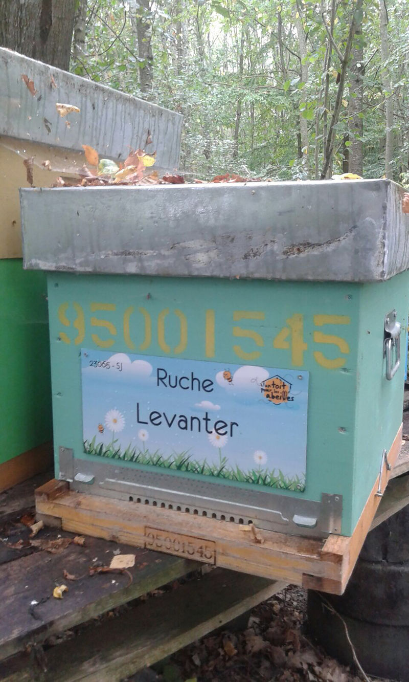 La ruche Levanter