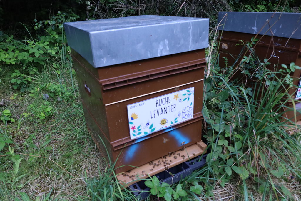 La ruche Levanter