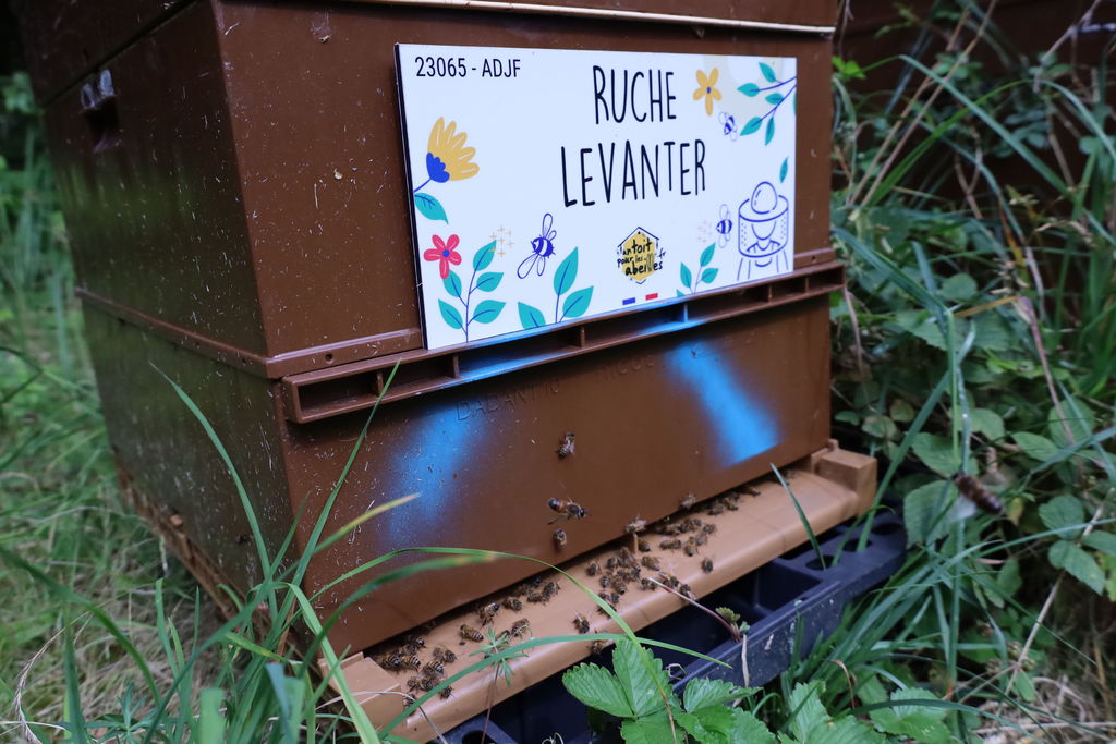 La ruche Levanter