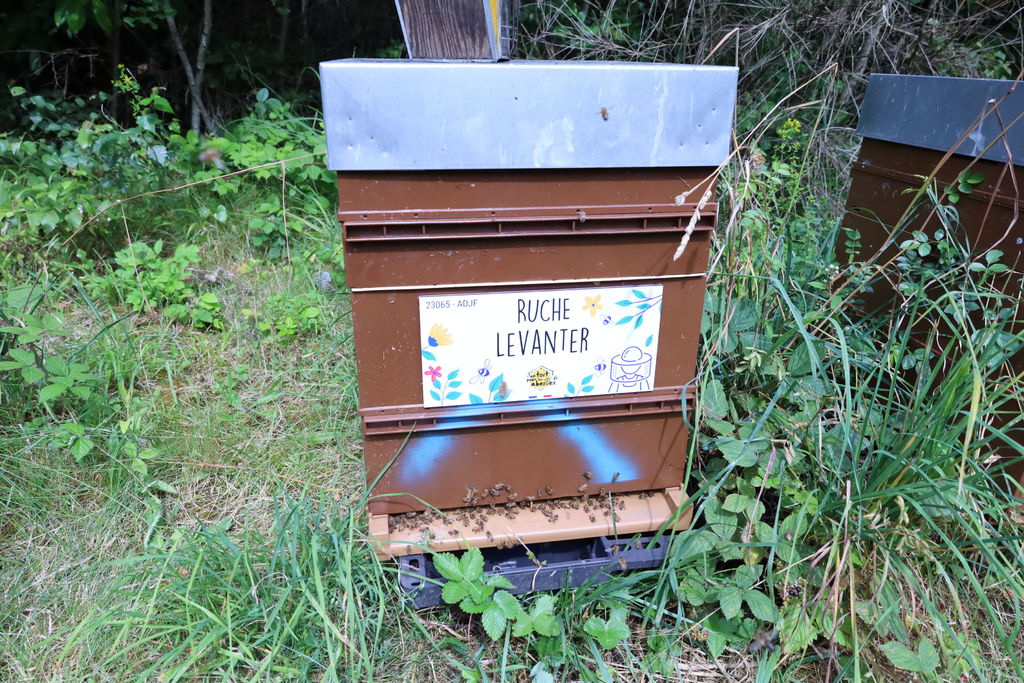 La ruche Levanter