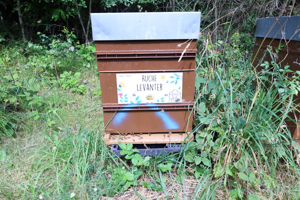 La ruche Levanter