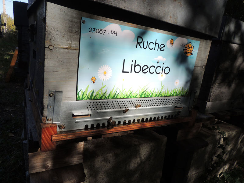La ruche