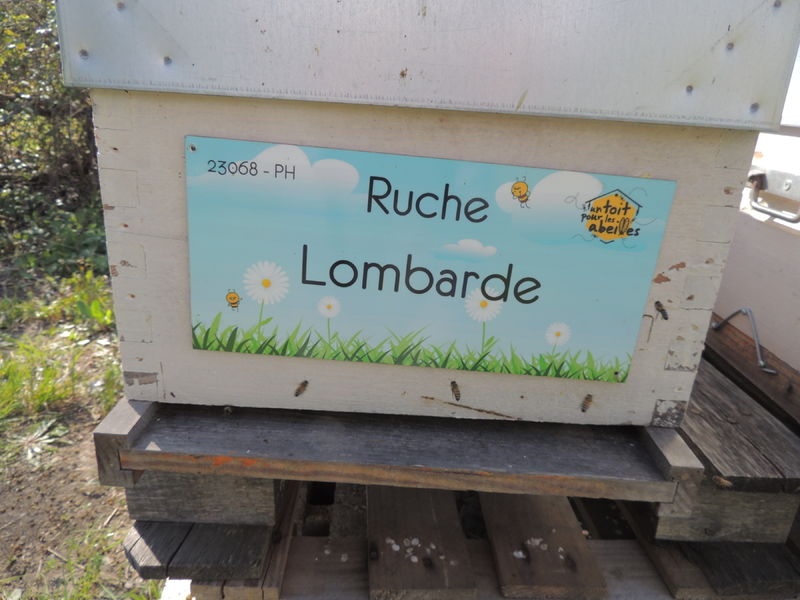 La ruche Lombarde