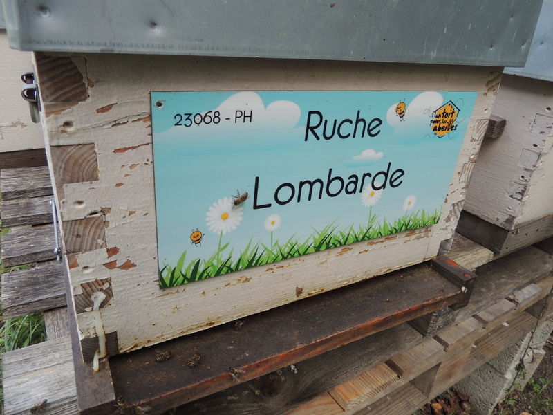 La ruche Lombarde