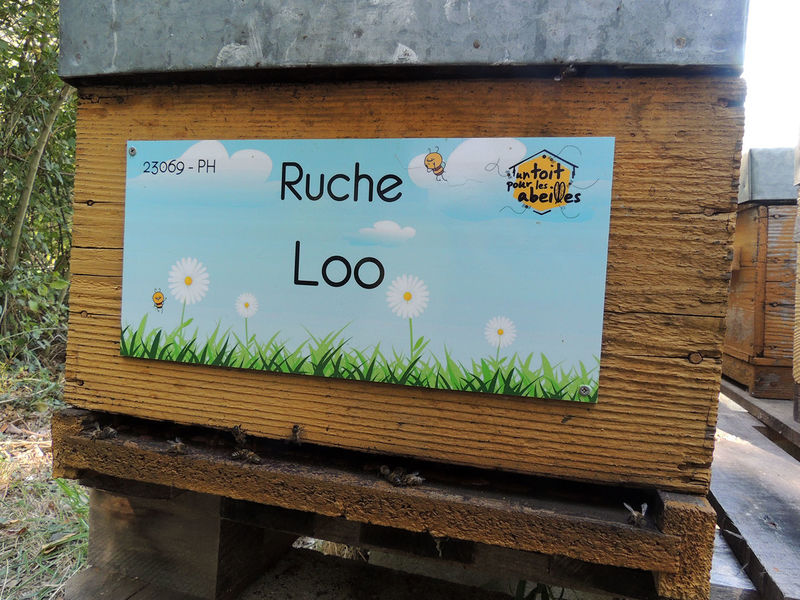 La ruche Loo
