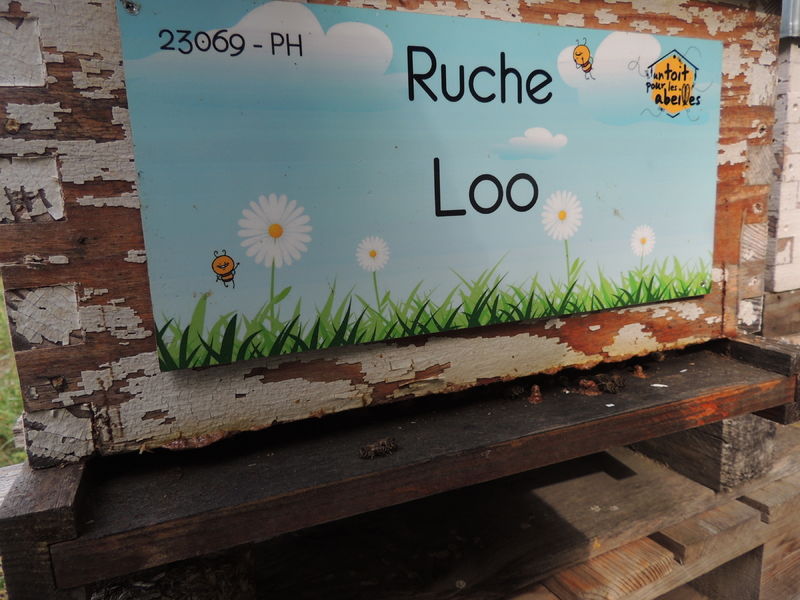 La ruche Loo