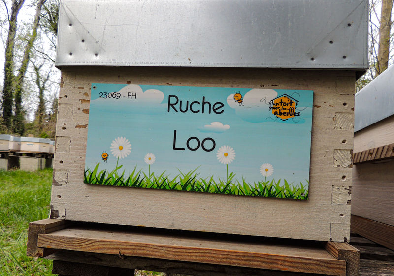 La ruche Loo