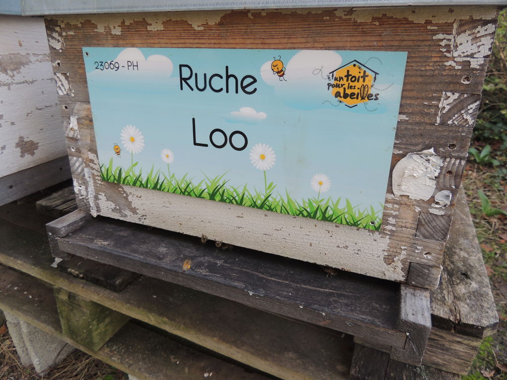 La ruche Loo