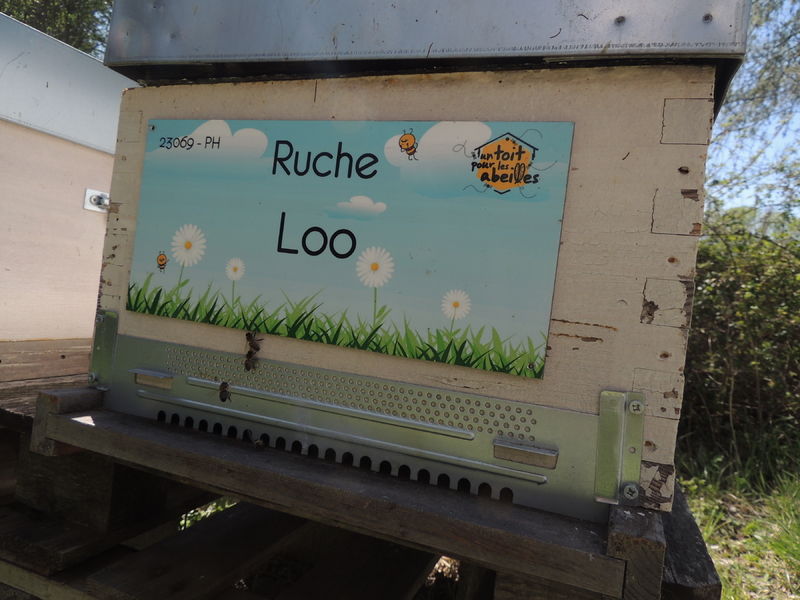 La ruche Loo