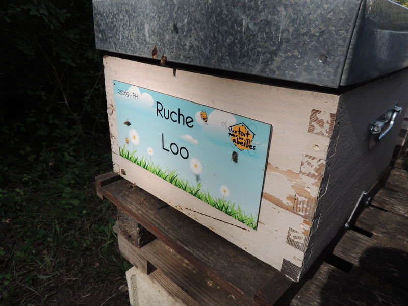 La ruche Loo