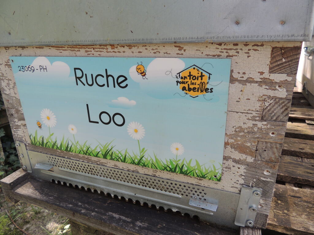 La ruche Loo