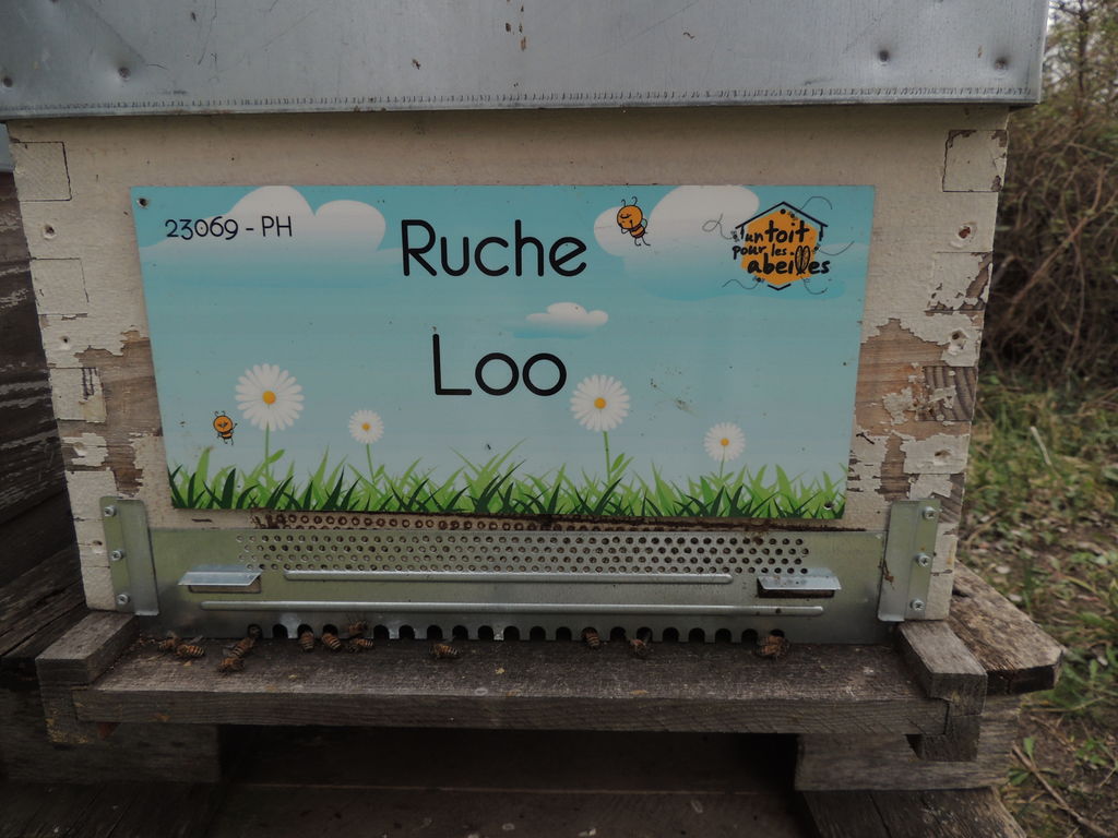 La ruche Loo
