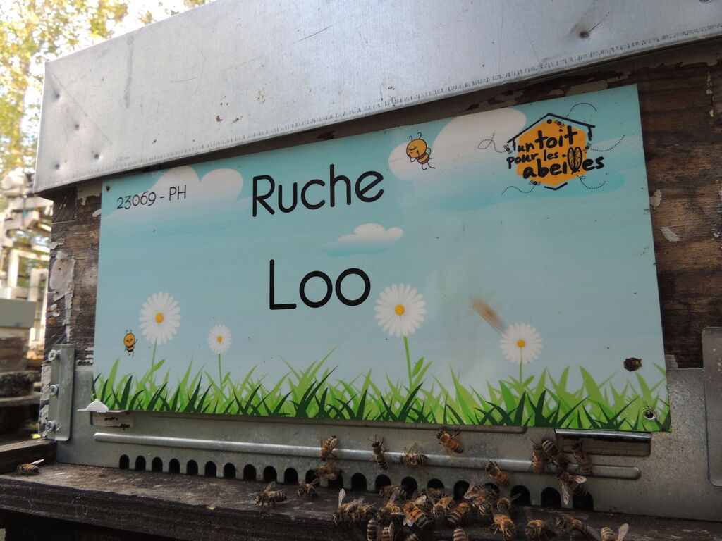 La ruche Loo