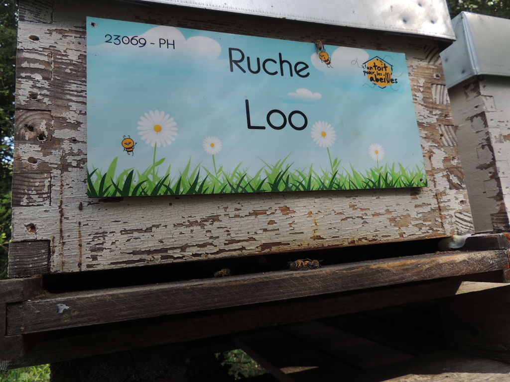 La ruche Loo