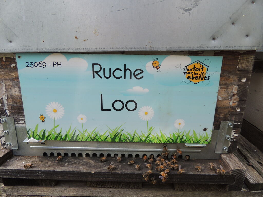 La ruche Loo