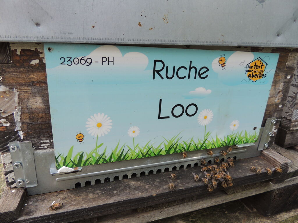 La ruche Loo