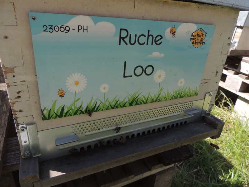 La ruche Loo