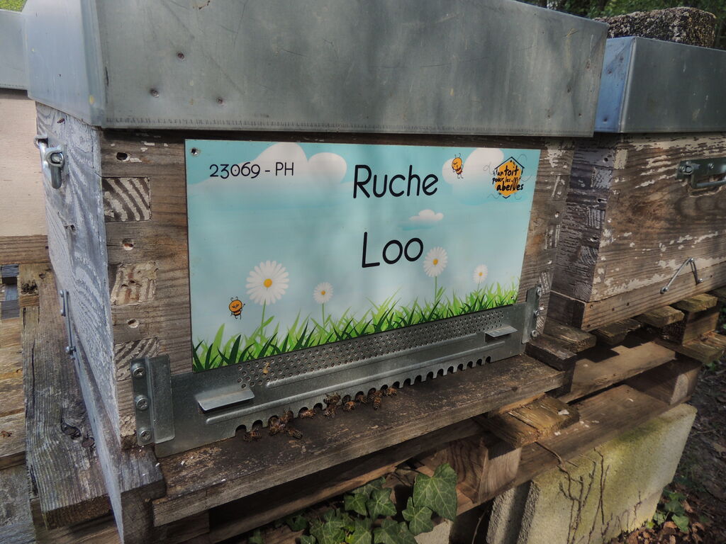 La ruche Loo