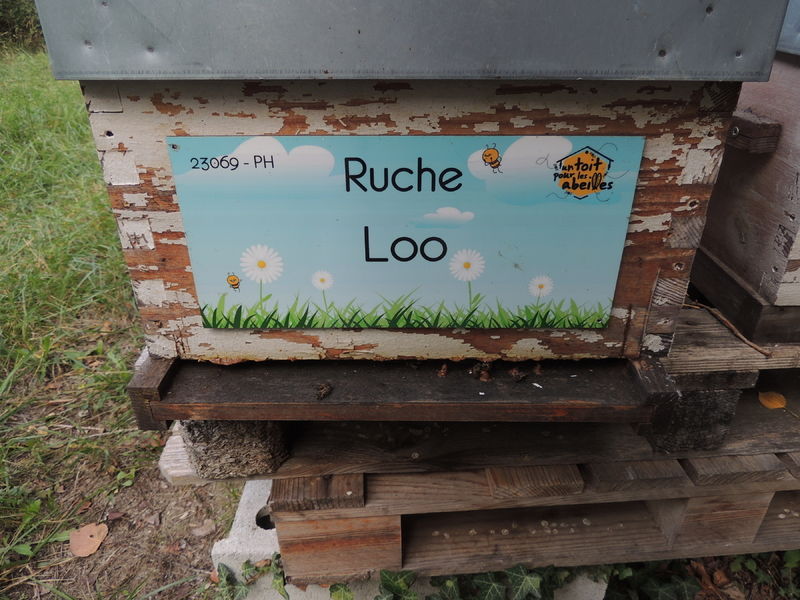 La ruche Loo