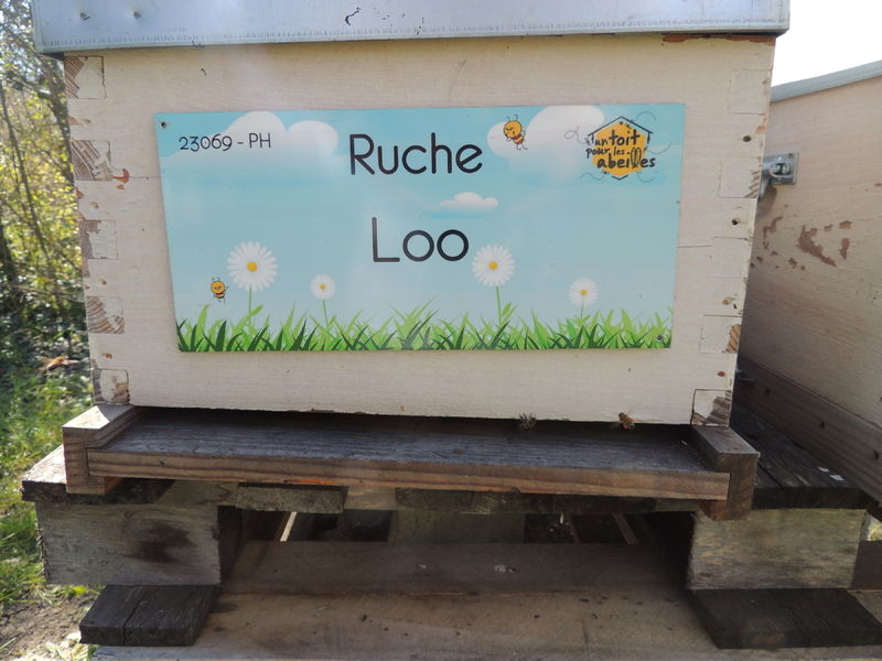 La ruche Loo