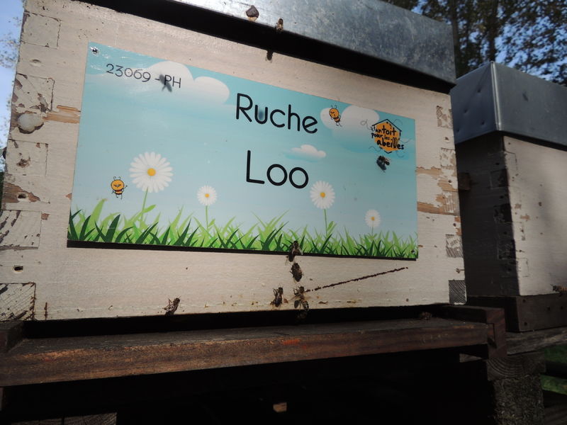 La ruche Loo