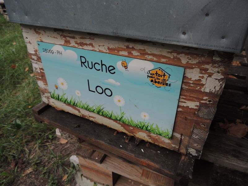 La ruche Loo
