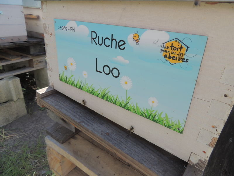 La ruche Loo