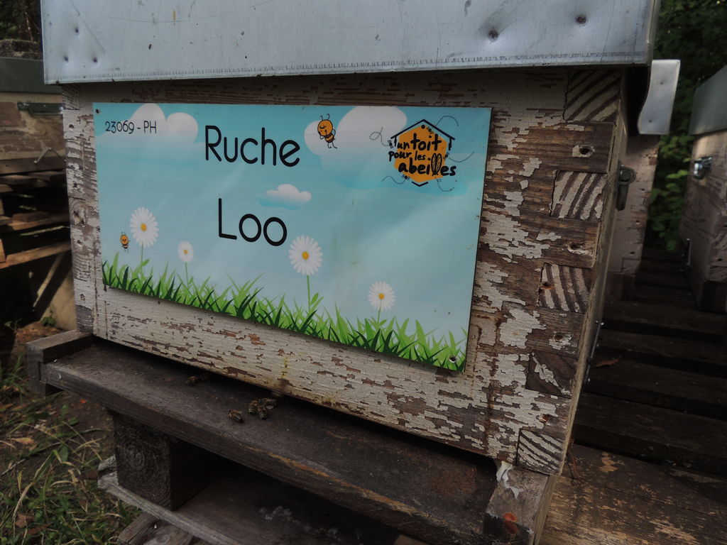 La ruche Loo