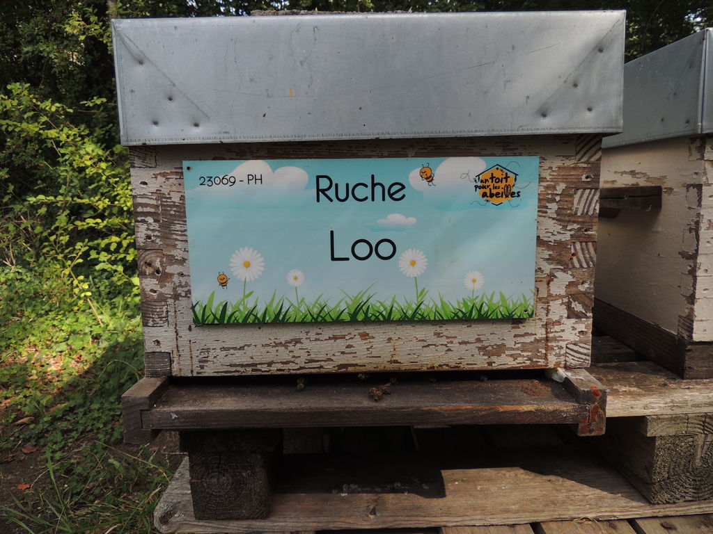 La ruche Loo