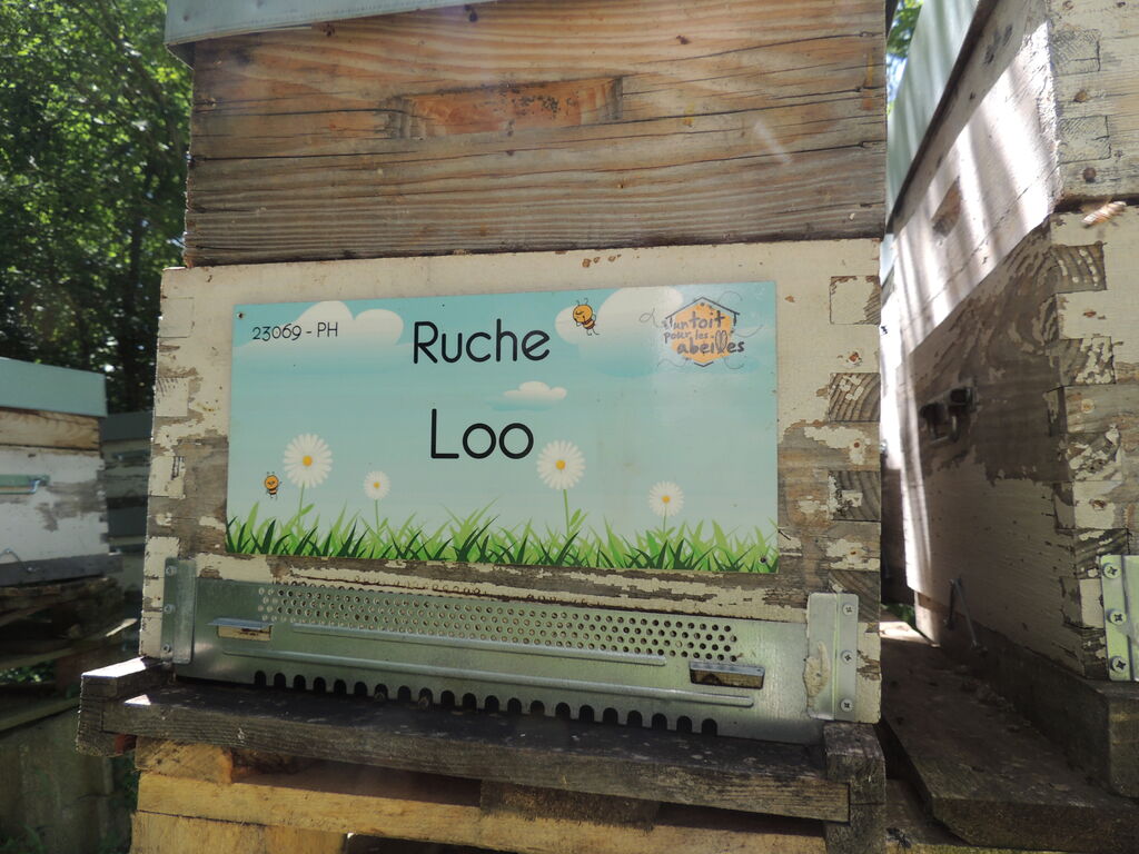 La ruche Loo