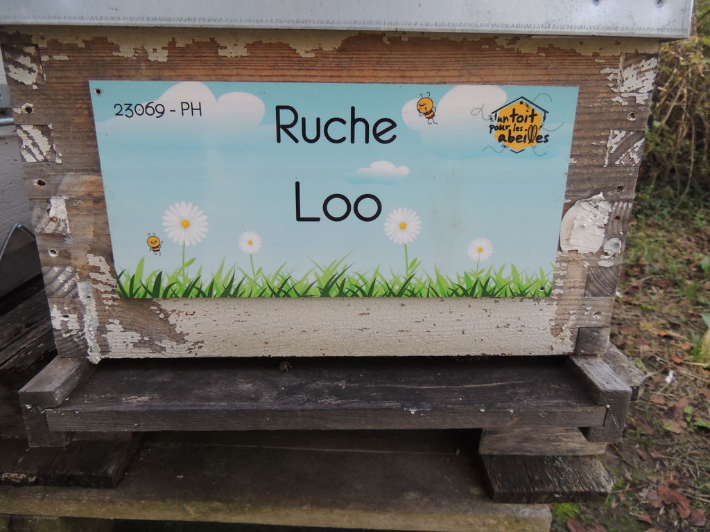 La ruche Loo