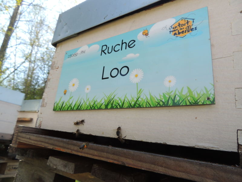 La ruche Loo
