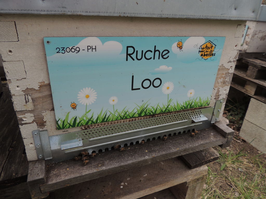 La ruche Loo