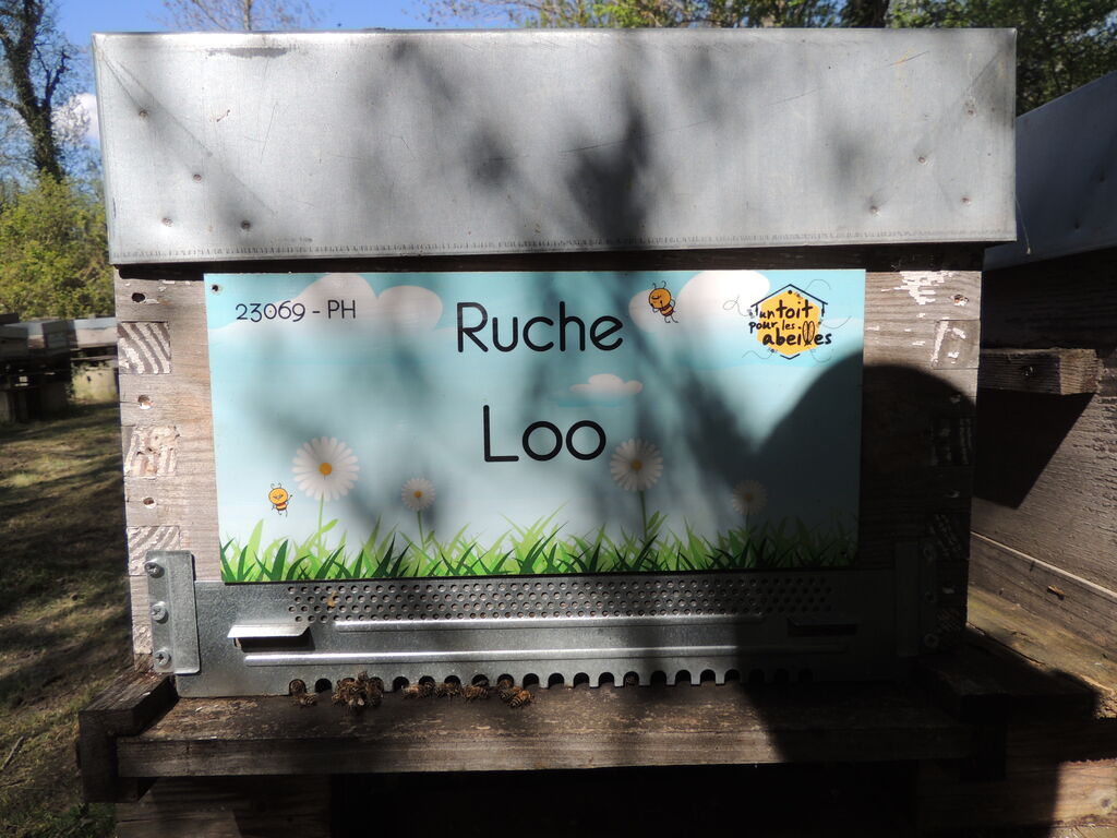 La ruche Loo