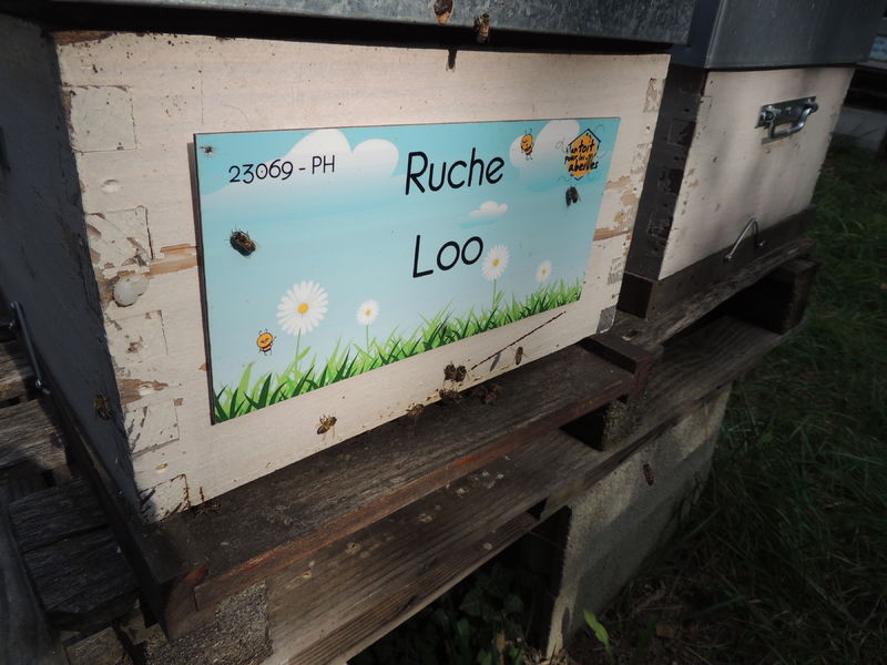 La ruche Loo