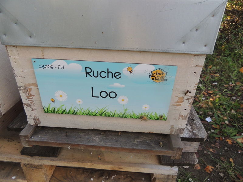 La ruche Loo