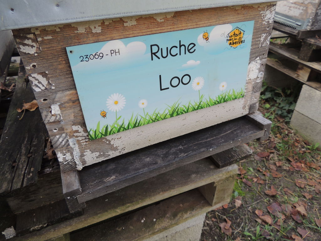 La ruche Loo