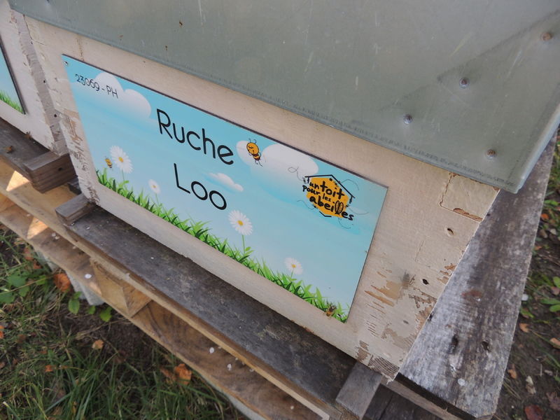 La ruche Loo