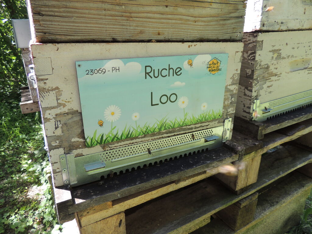 La ruche Loo