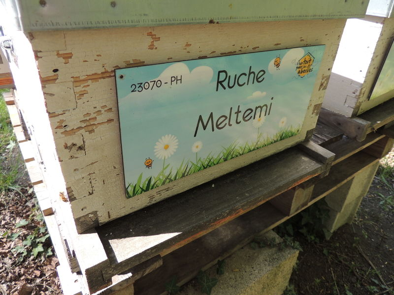 La ruche Meltemi