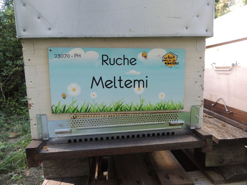 La ruche Meltemi