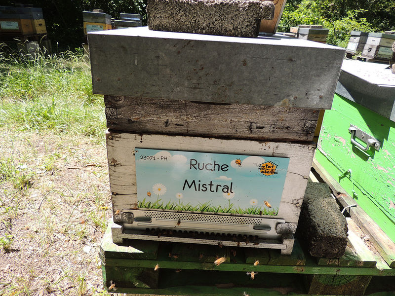 La ruche Mistral