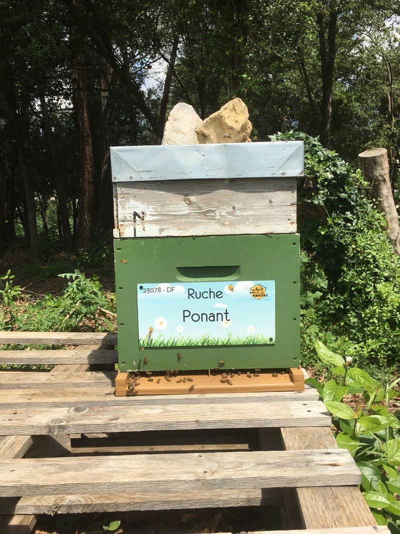 La ruche Ponant