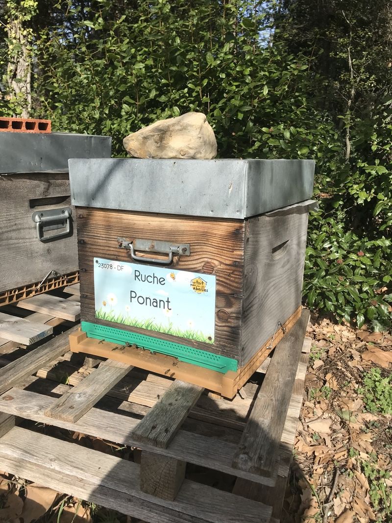 La ruche Ponant
