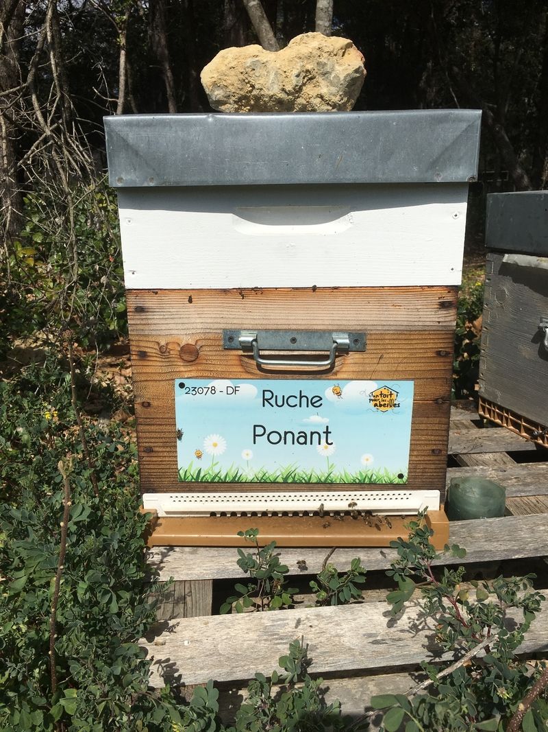 La ruche Ponant