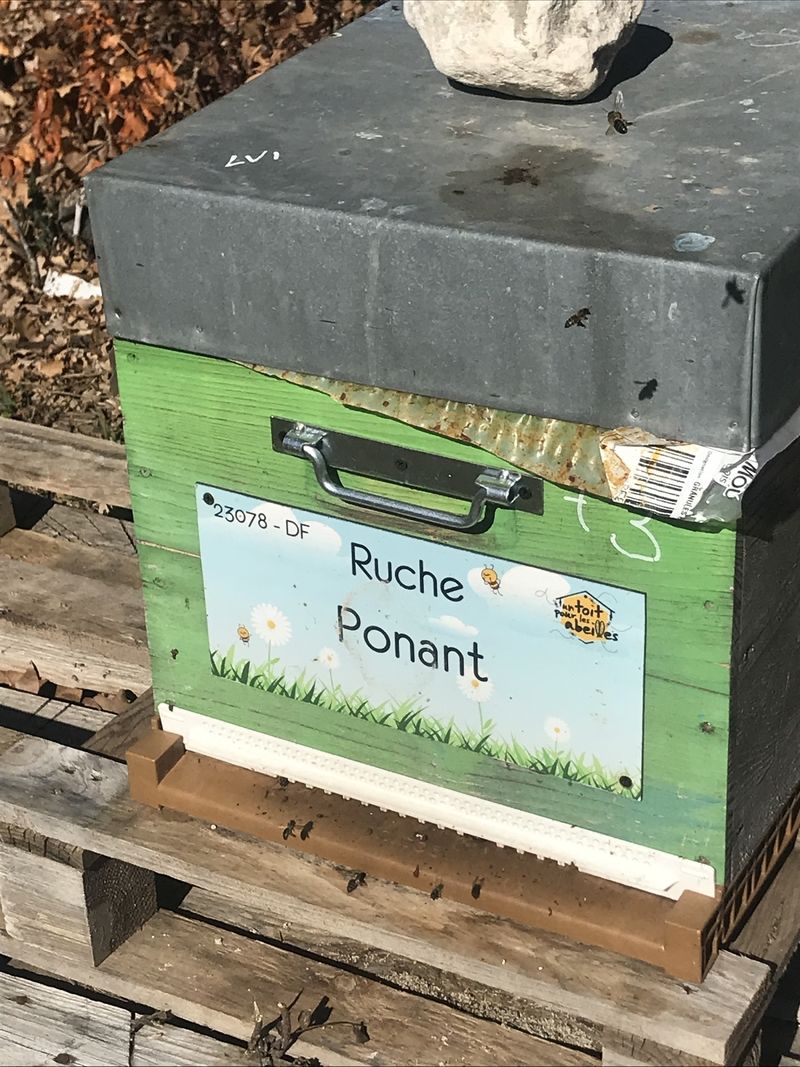 La ruche Ponant