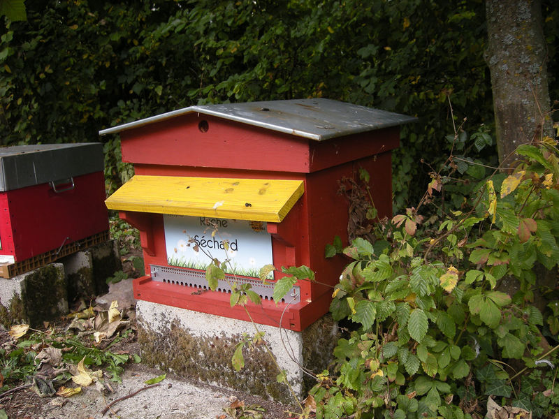 La ruche Séchard