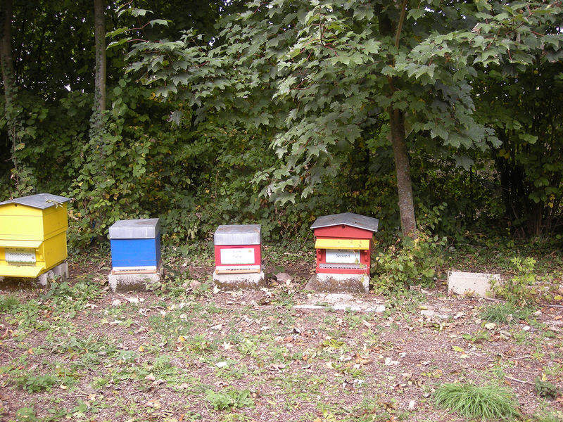La ruche Séchard