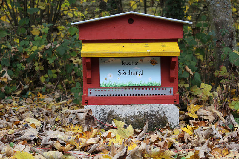 La ruche Séchard