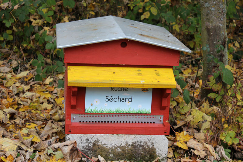 La ruche Séchard